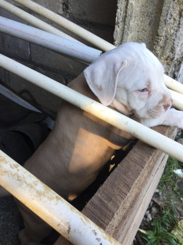 Bulldog X French Bullmastiff X Pitbull Puppies