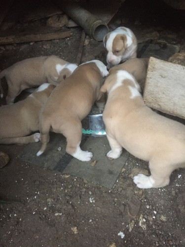 Bulldog X French Bullmastiff X Pitbull Puppies