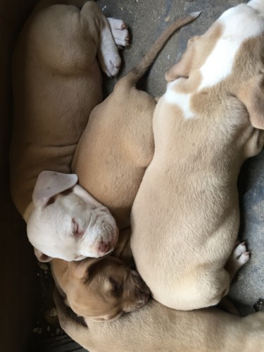 Bulldog X French Bullmastiff X Pitbull Puppies