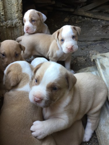 Bulldog X French Bullmastiff X Pitbull Puppies