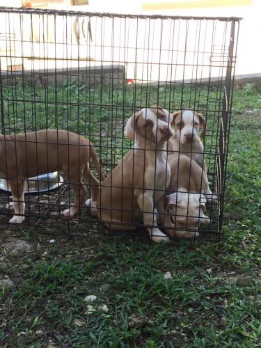 Bulldog X French Bullmastiff X Pitbull Puppies