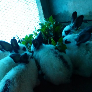 Rabbits 12 Weeks Old 