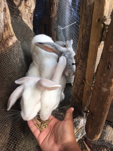 3 RABBITS FOR SALE ,4000 FOR ALL 3