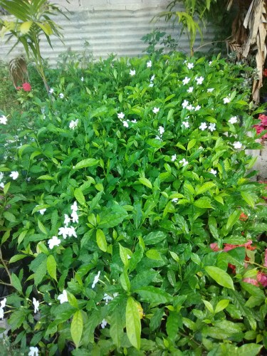 Landscaping Plant\\\'s