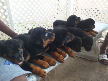 Purebred ROTTWEILER Pupies With All Documentation