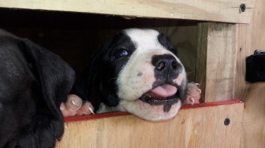 Bully Pit Puppies