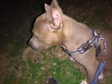 Bully Pit Puppies For Sale