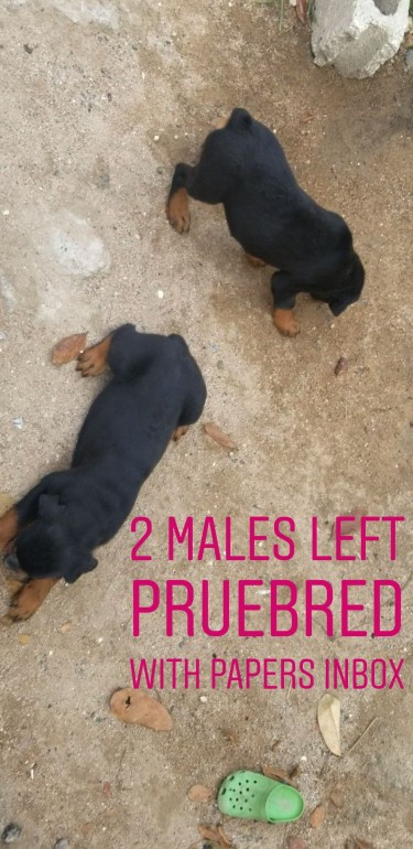 2 MALE PUREBRED ROTTWEILER PUPIES