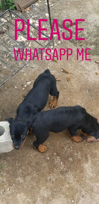 2 MALE PUREBRED ROTTWEILER PUPIES