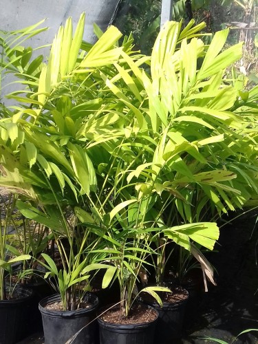 Beautiful Solitaire Palms For Sale