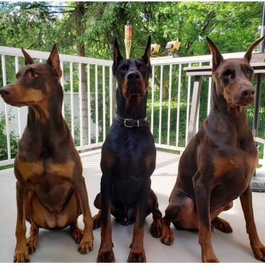 Doberman big bone sale