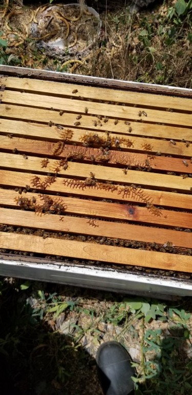 4 Bee Hives Plus Supra And Other Bee Equipment