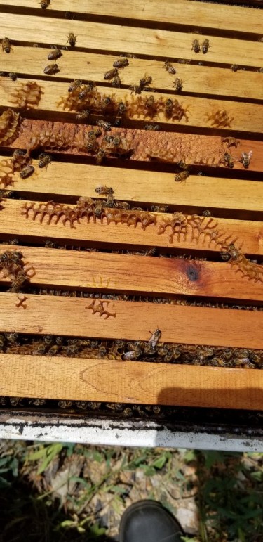 4 Bee Hives Plus Supra And Other Bee Equipment