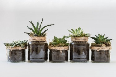Decor Your Home With Beautiful Plants And Pots