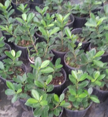 Beautiful Green Island Phycus For Sale 