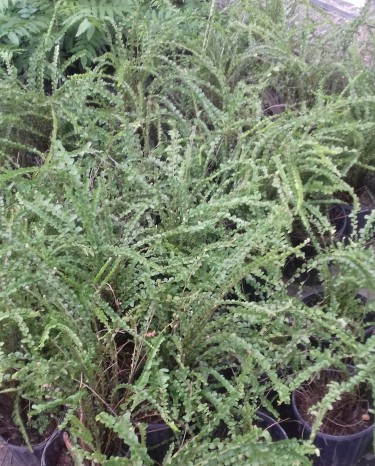 Beautiful Button Ferns For Sale 