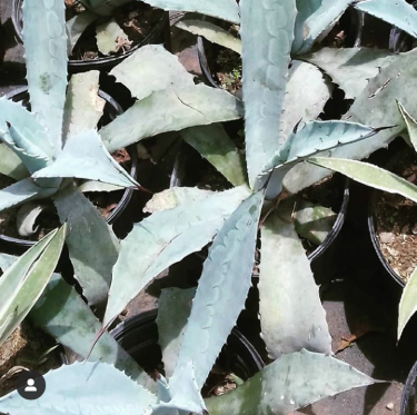 Lovely Agave Edging Plants For Sale 