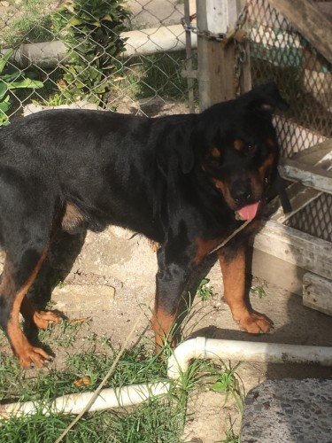 Mature Rottweiler Available For Studding