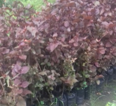Oh So Beautiful Pisonia Plants For Sale 