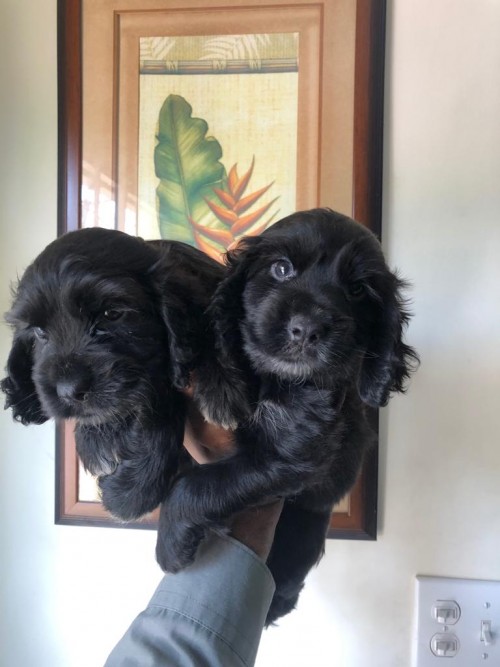 Cockerspaniel Pups Males,6wks Old