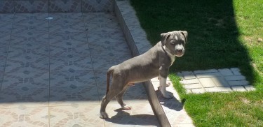 11 Weeks Old Male Blue  Pitbull Puppy 
