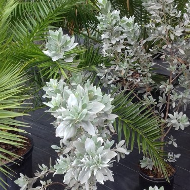 BEAUTIFUL SILVER BUTTON WOOD PLANTS FOR SALE 