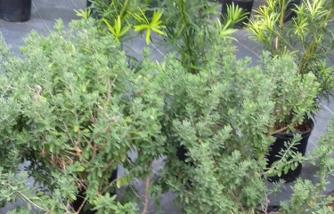 BEAUTIFUL GREEN TEXAS SAGE FOR SALE 