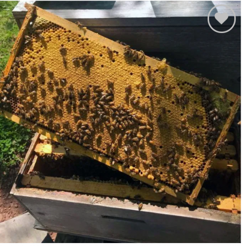 Box Of Honey Bees (nuke Box)