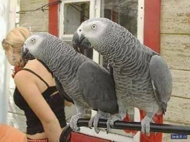 African Gray Parrots Call(510) 683-1723