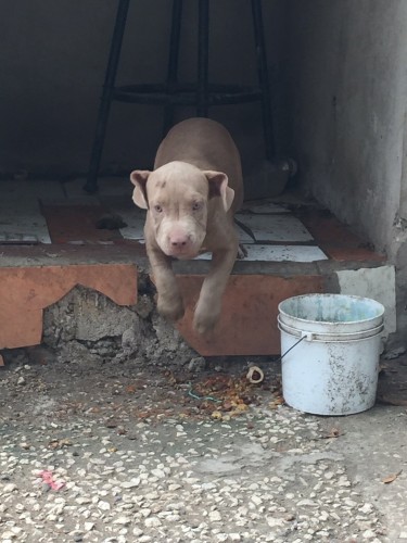 Purebred Pitbull Pups - 3.5 Months Old