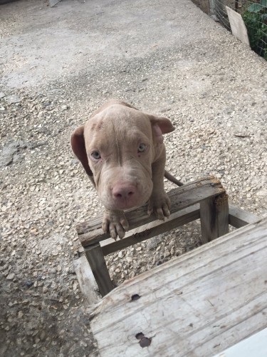 Purebred Pitbull Pups - 3.5 Months Old