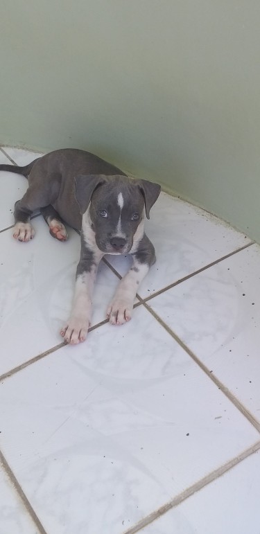 Male 2 Months Old Blue Pitbull Puppy 