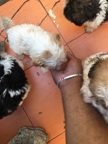 Shih Tzu - Poodle Mix Puppies 