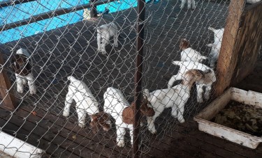 Nubian And Boer Goats 