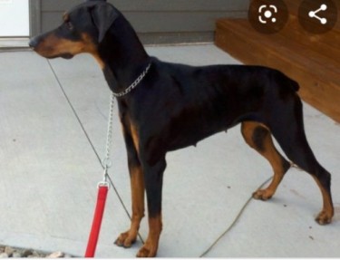 5 Month Only Doberman Pups