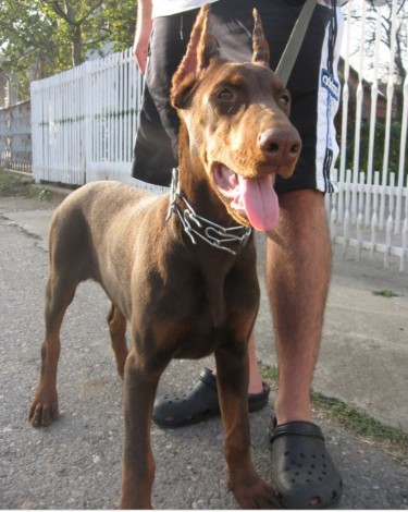 5 Month Only Doberman Pups
