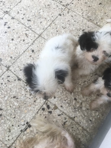 Shih-Tzu Puppies For Sale