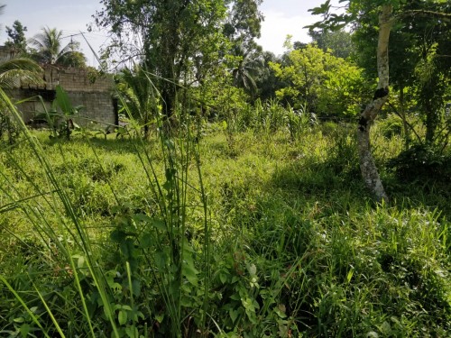 1 ¼  Acre Of Land 