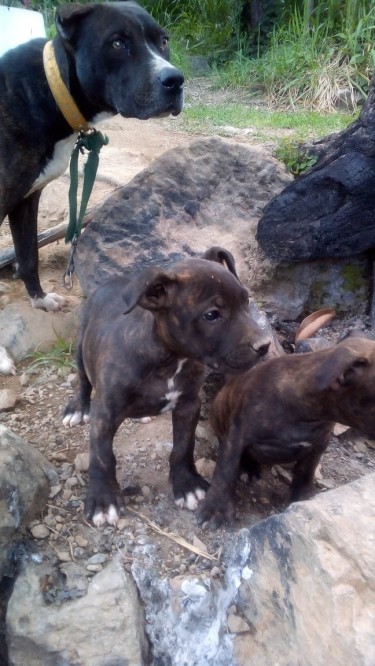 Straight Pit Bull Male Pup For Sale 