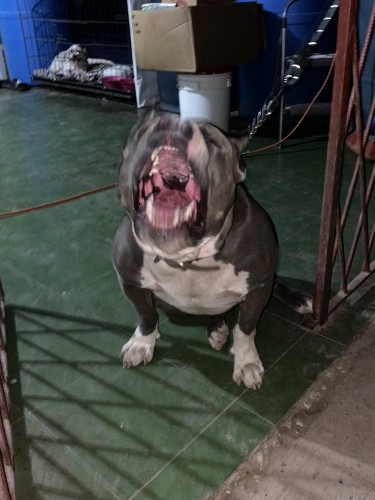 Classic American Bully For Sale