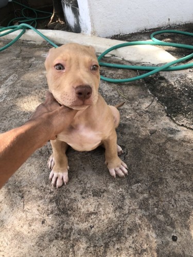 Male Bully Pup