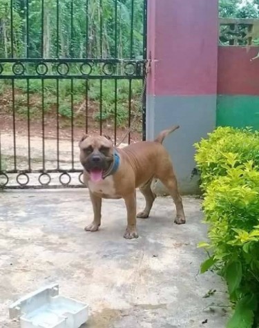 Pure Breed Pitbull Puppies For Sale