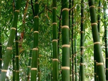 Bamboo Wood, Cut Stone Etc