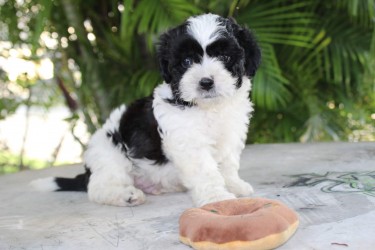 Male Shih Tzu Poodle Puppy