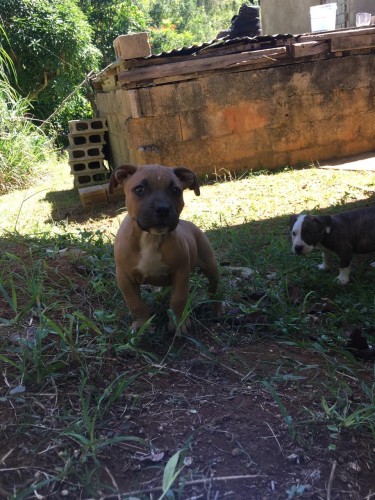 PitBull Puppies For Sale