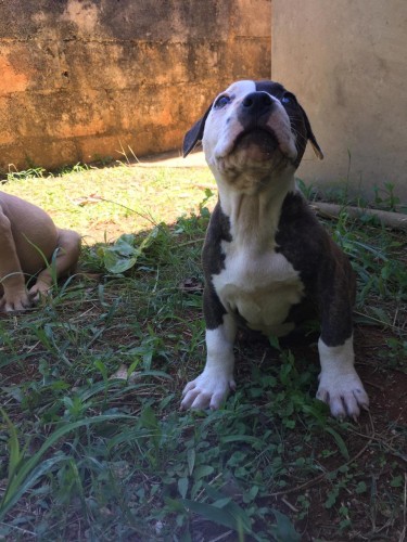 PitBull Puppies For Sale