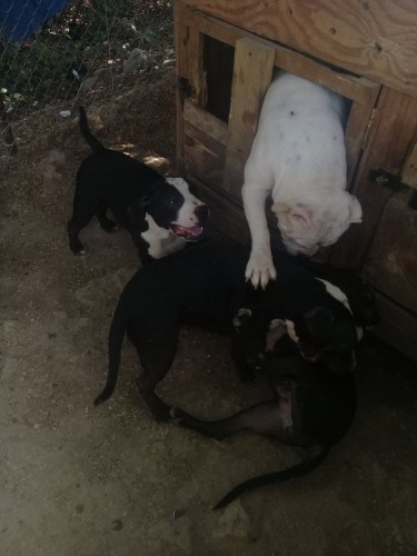  American Bully Pit Puppies