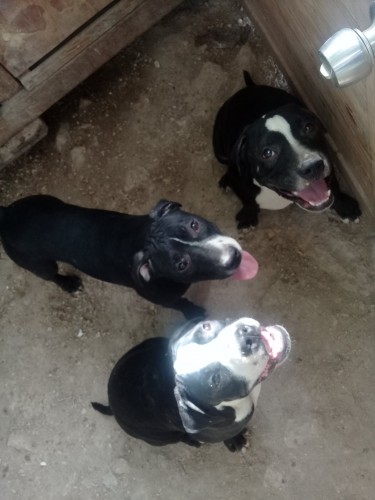  American Bully Pit Puppies