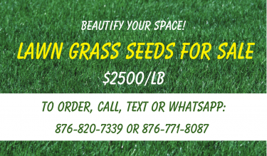 Lawn Grass Seed