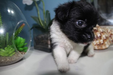 Shih Tzu Chihuahua Puppies